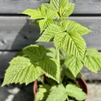 Malina žltá (Rubus idaeus) ´GOLDEN EVEREST´ - výška 20-30 cm, kont. C2L